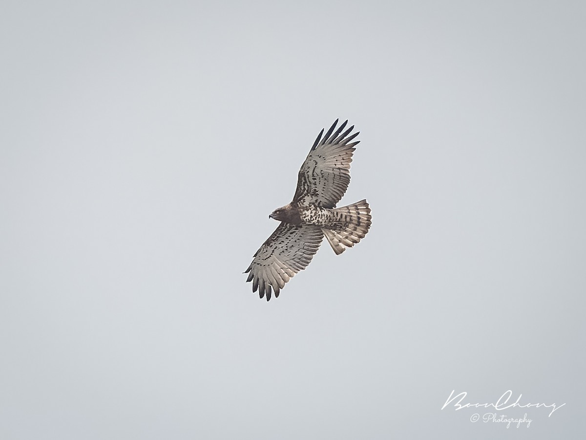 Short-toed Snake-Eagle - ML610924738