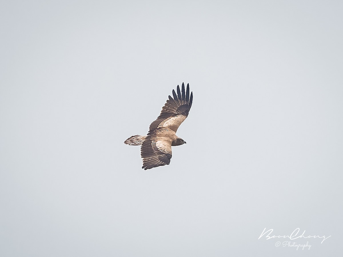 Short-toed Snake-Eagle - ML610924740