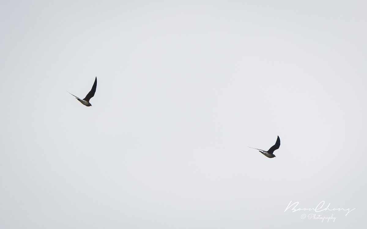 Oriental Pratincole - ML610924750