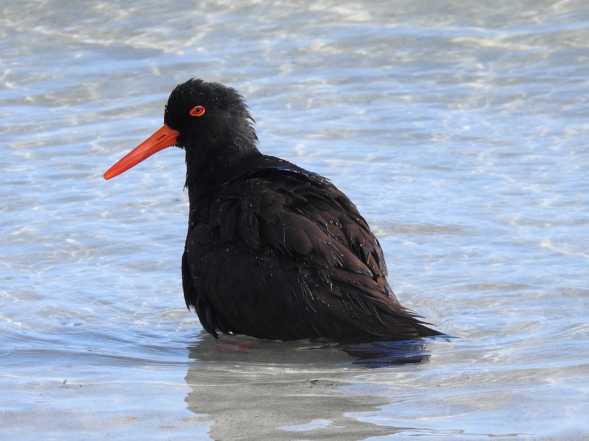 Sooty Oystercatcher - ML610924815