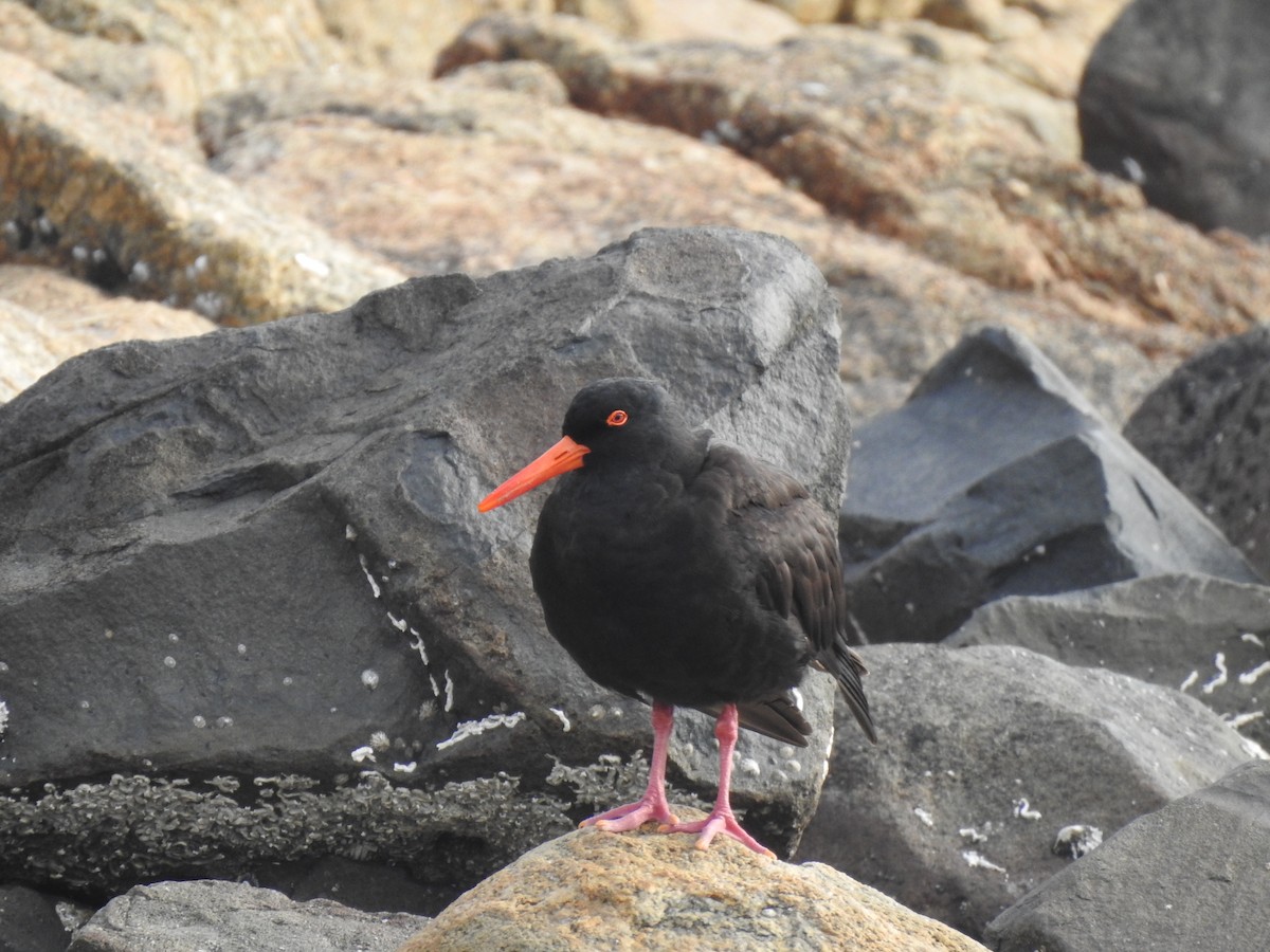 Sooty Oystercatcher - ML610924832