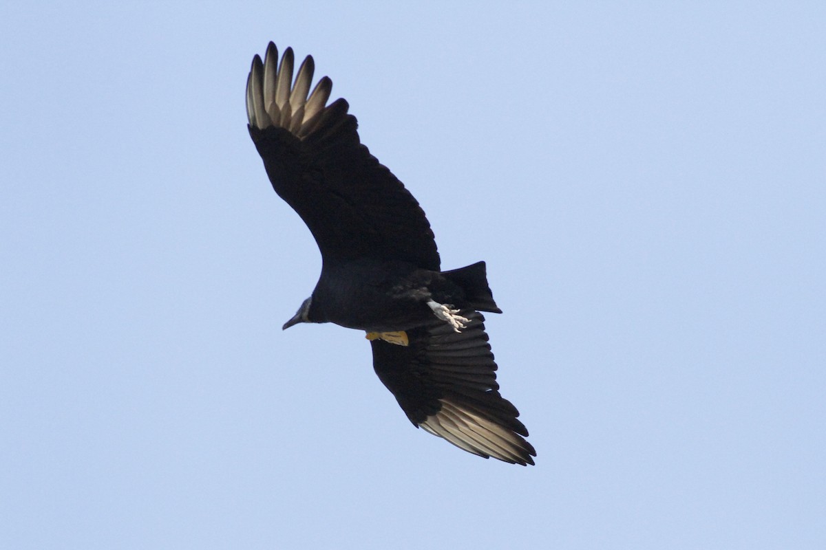Black Vulture - ML610924835