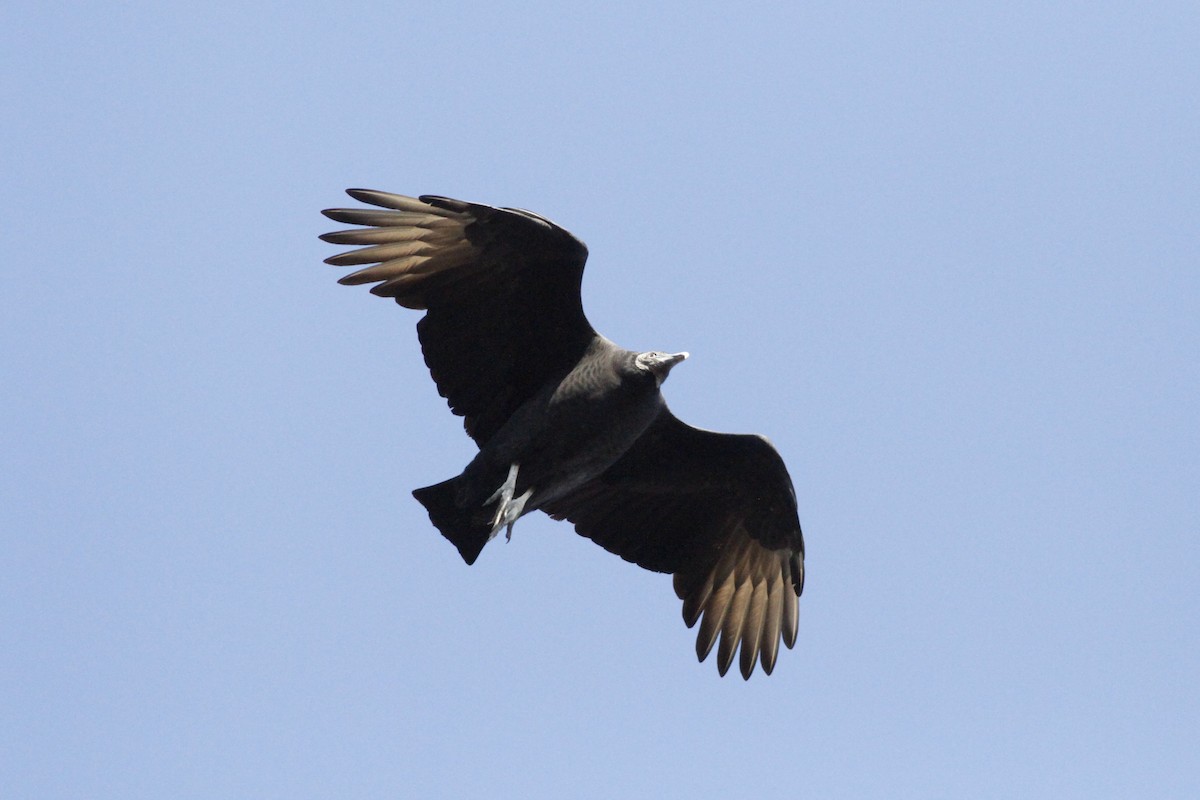 Black Vulture - ML610924836