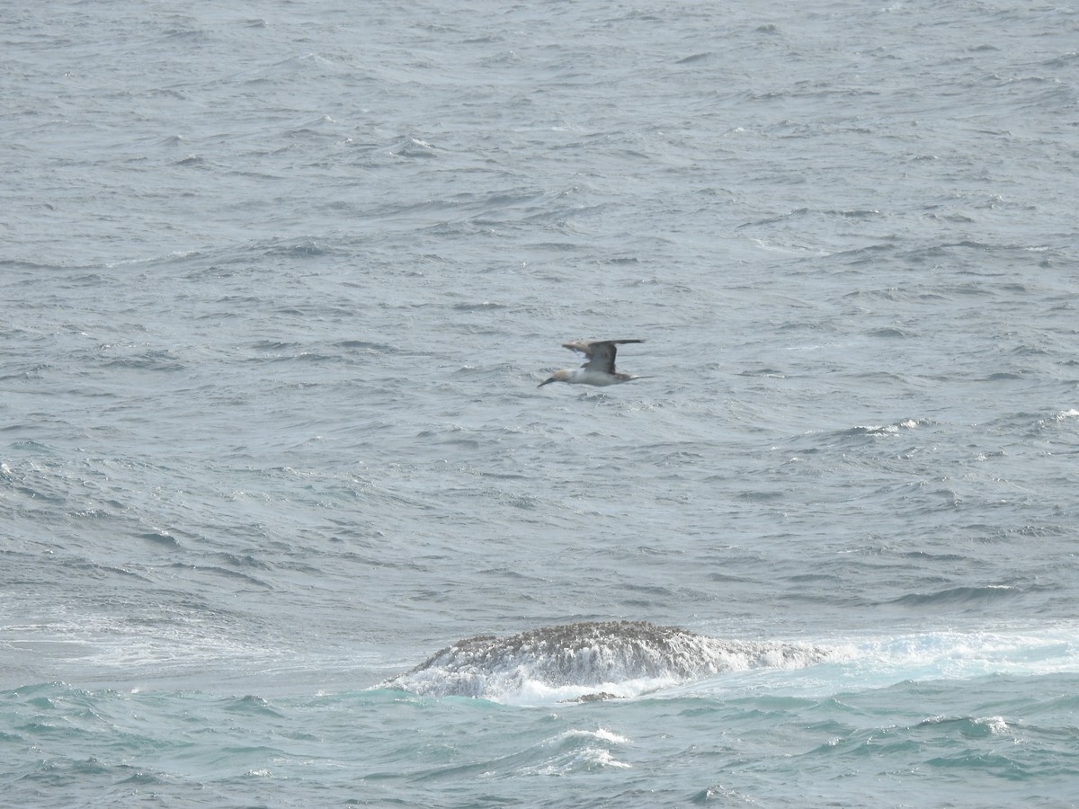 Australasian Gannet - ML610924850