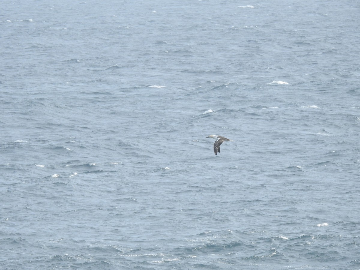 Australasian Gannet - ML610924853