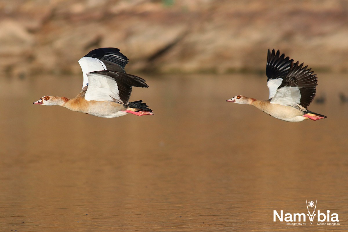 Nilgans - ML610924906