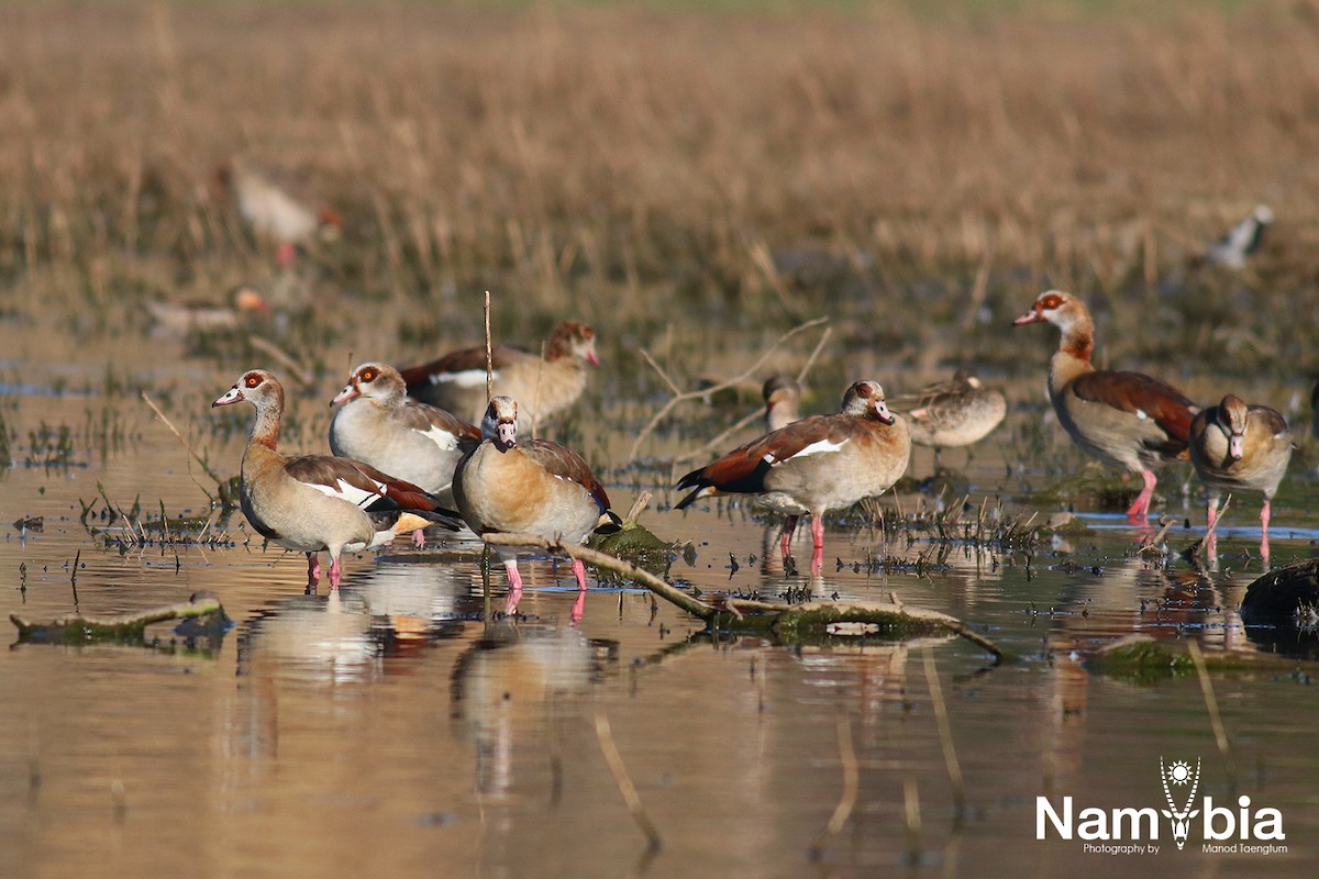 Nilgans - ML610924908