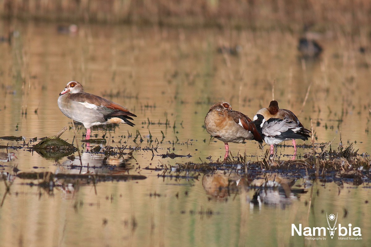 Nilgans - ML610924909