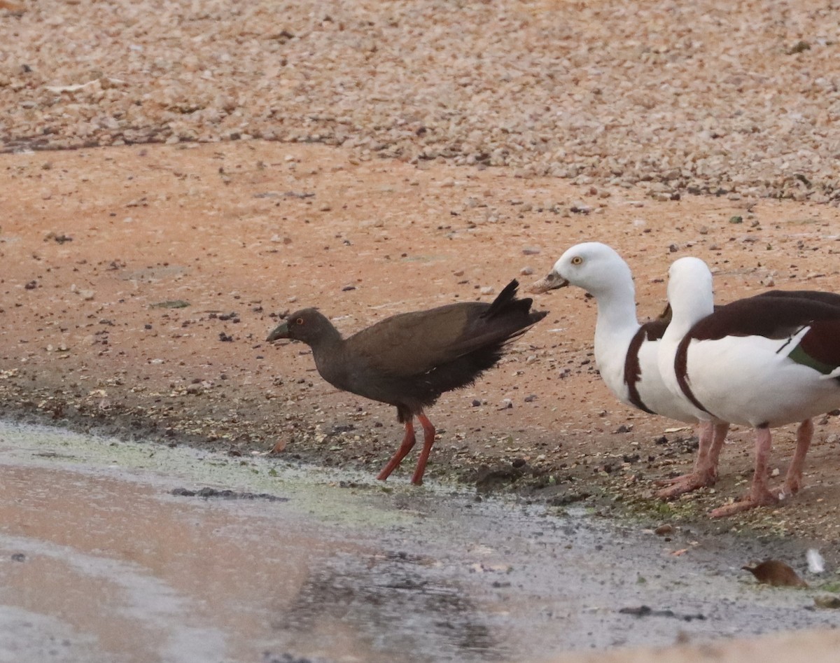 Black-tailed Nativehen - Dan Ashdown