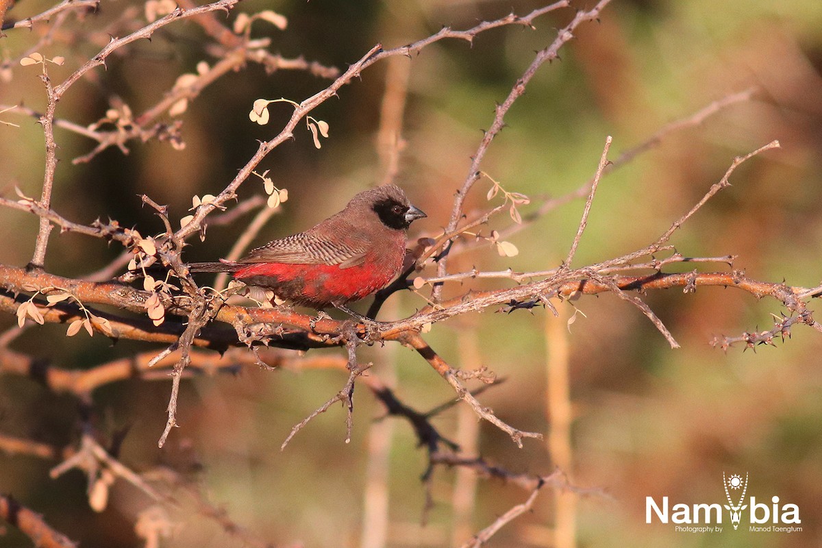 Black-faced Waxbill - ML610925002