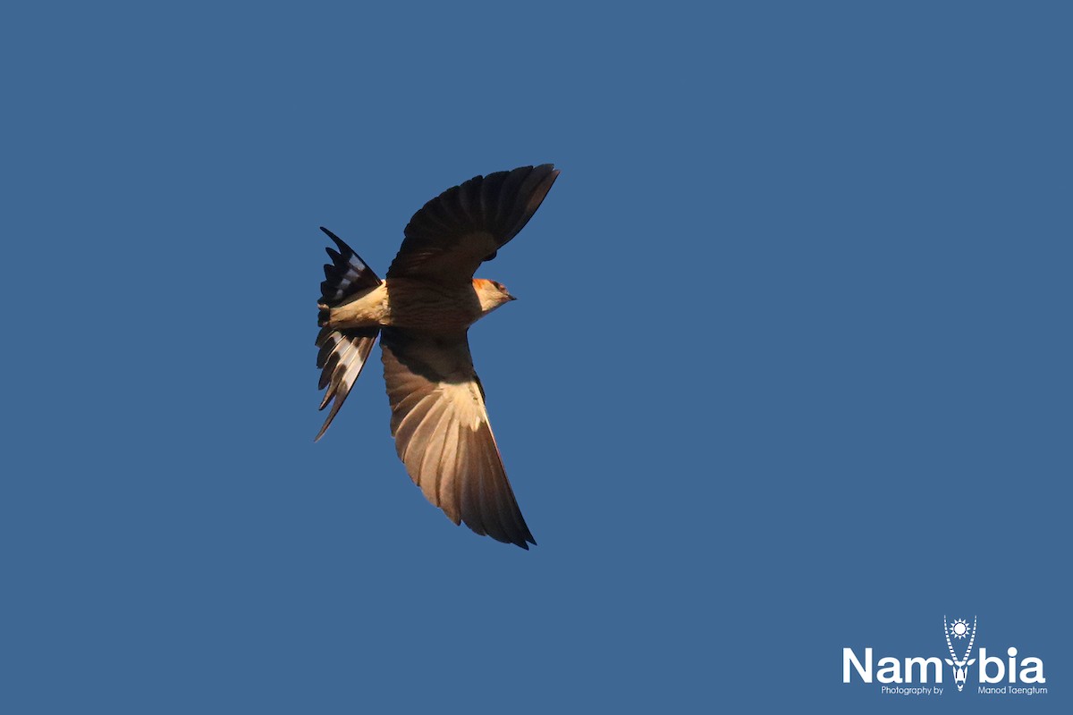 Greater Striped Swallow - ML610925017