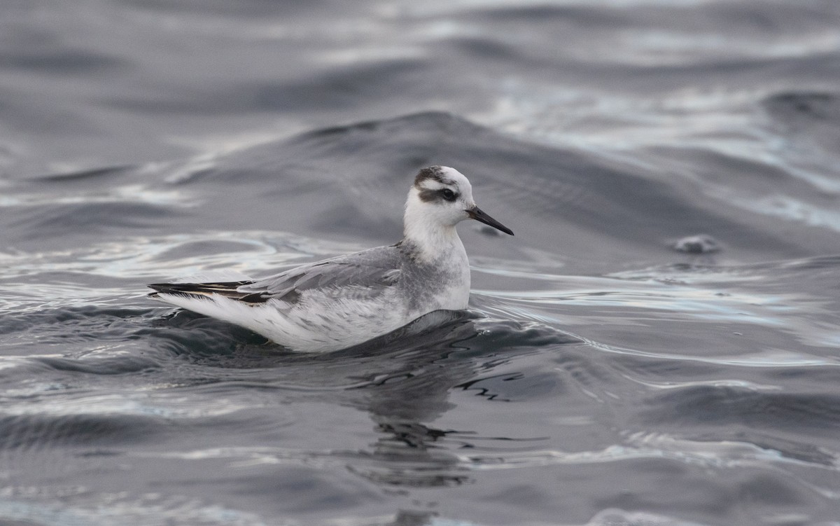 Phalarope à bec large - ML610925046