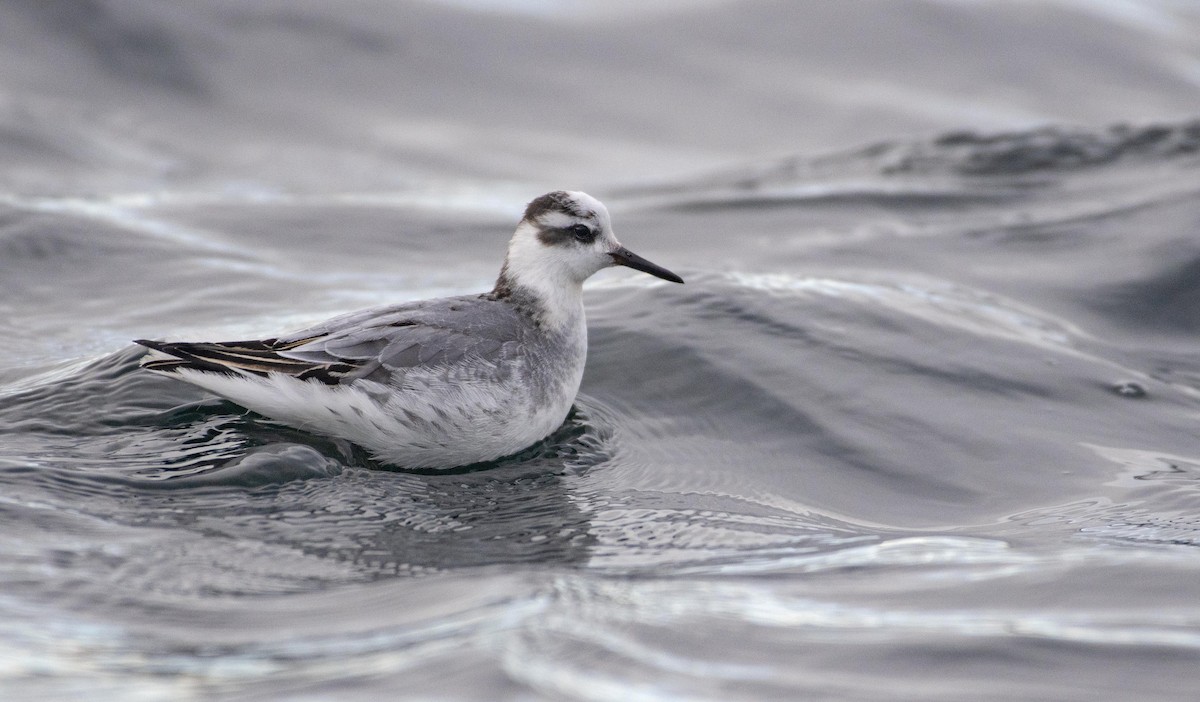 Phalarope à bec large - ML610925048