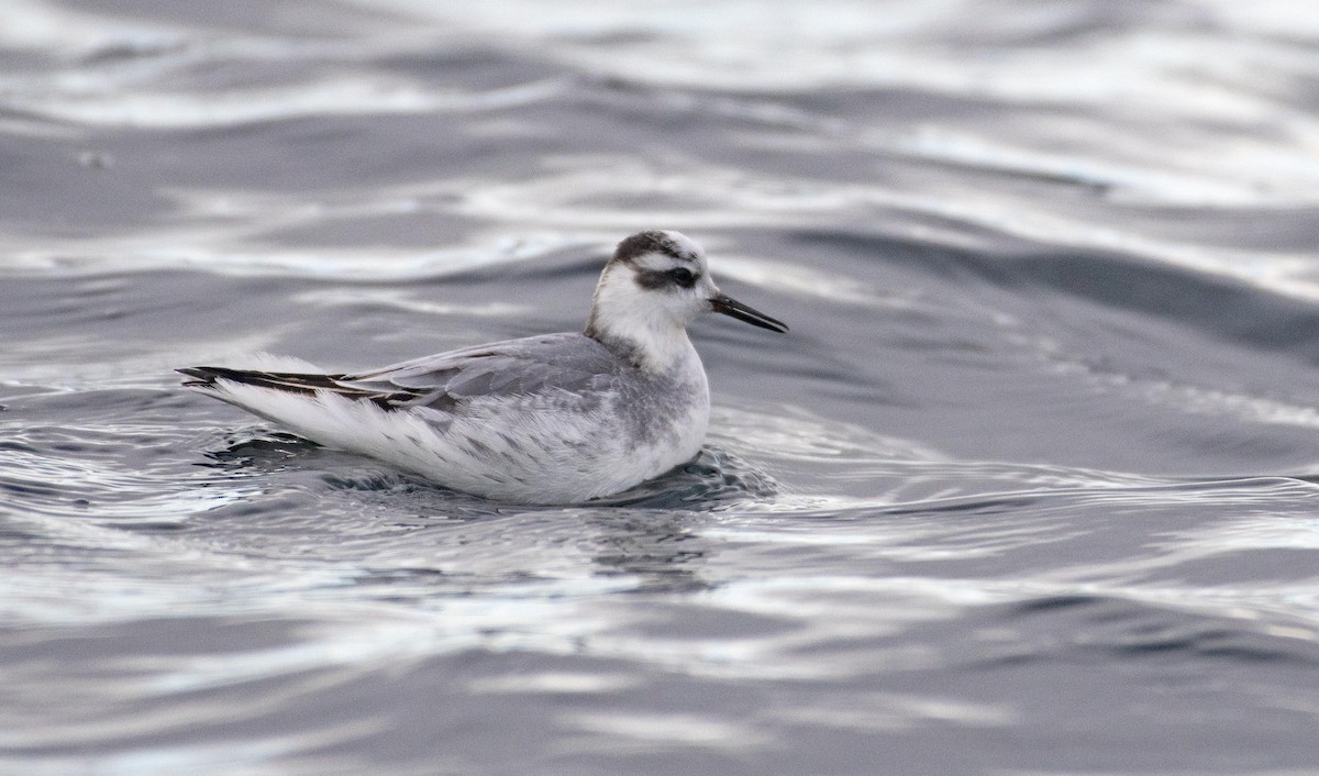 Phalarope à bec large - ML610925075