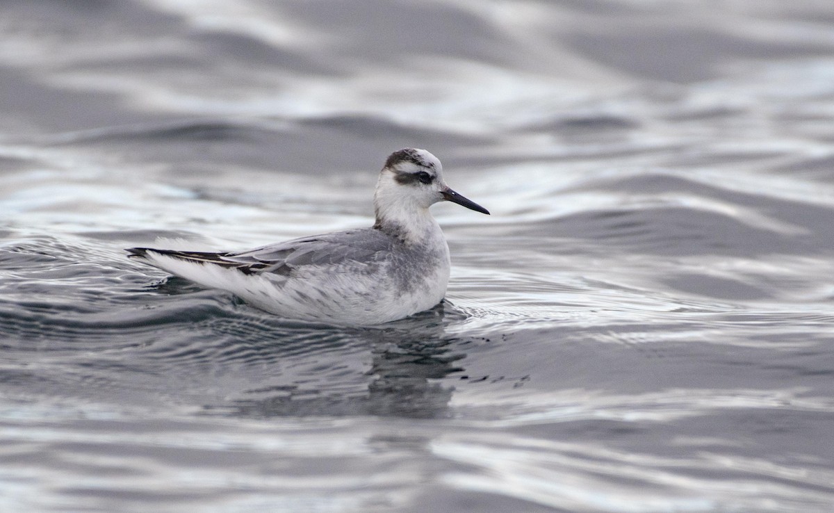 Phalarope à bec large - ML610925077