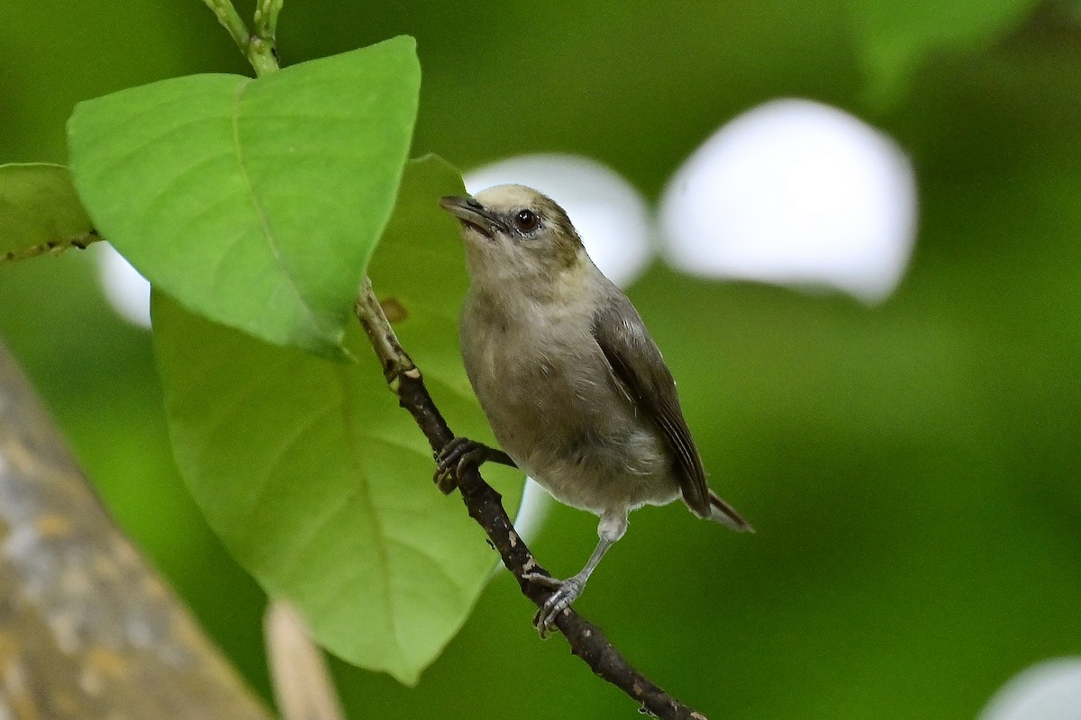 Silberbrillenvogel - ML610925101