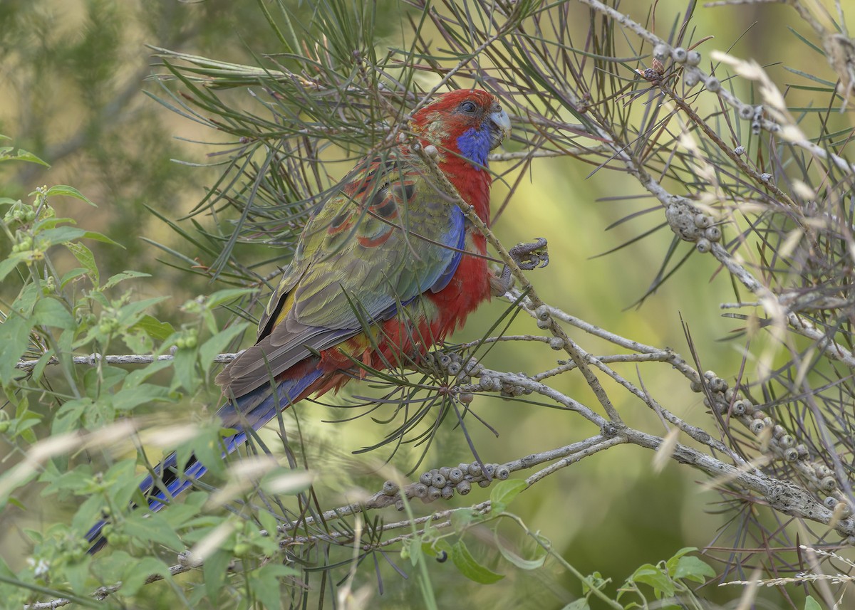 Rosella cremisi - ML610925120