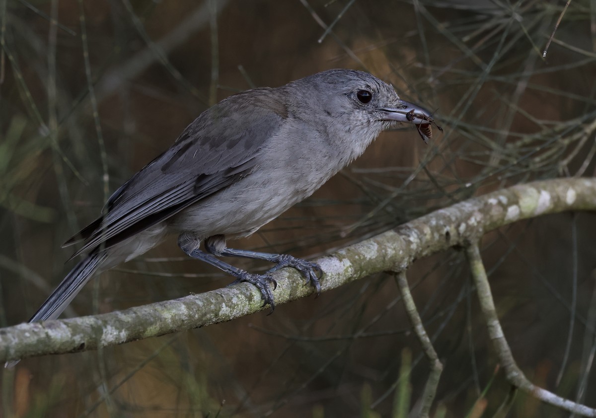 Gray Shrikethrush - ML610925218