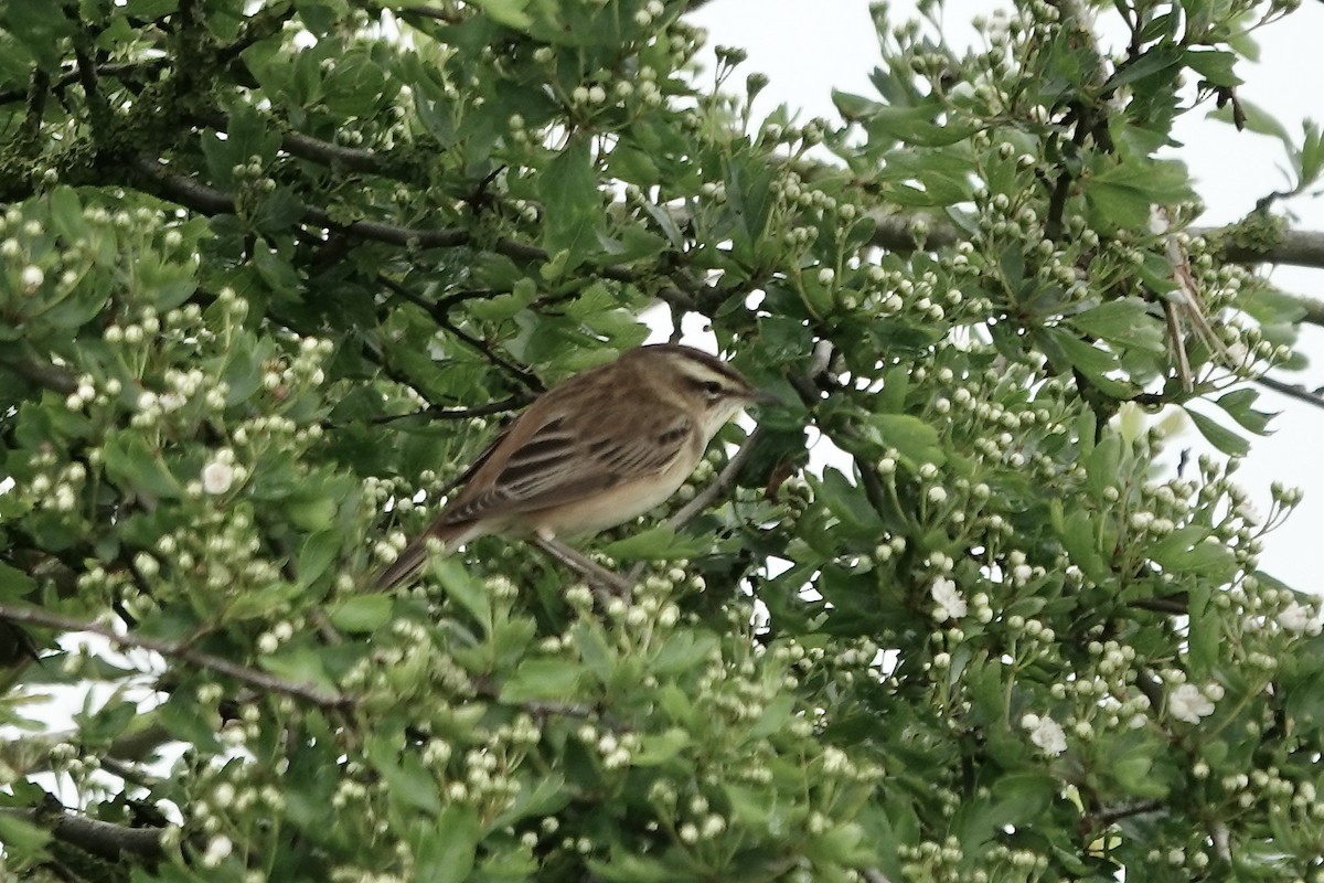 Sedge Warbler - ML610925238