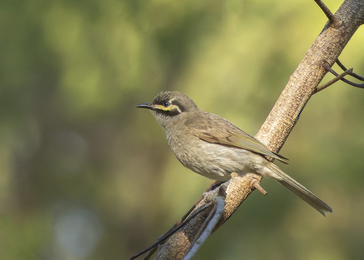 Yellow-faced Honeyeater - ML610925341