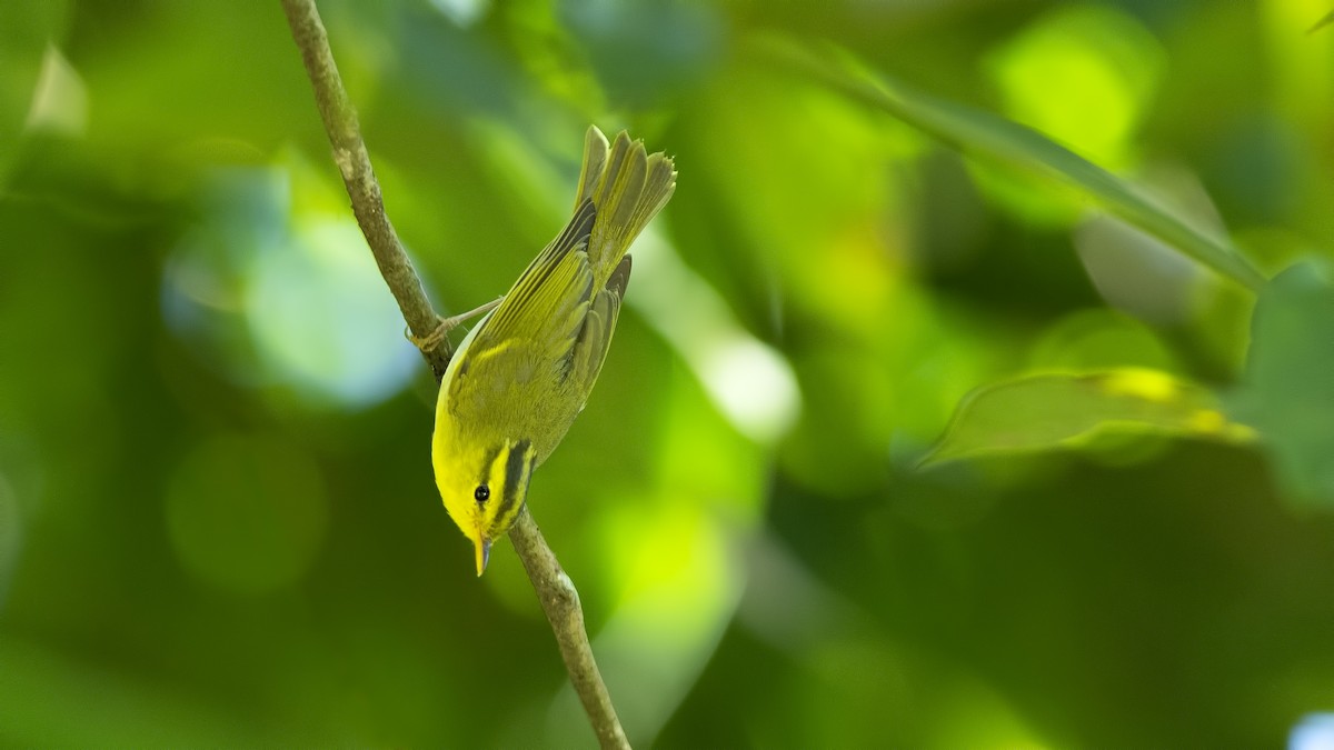 Yellow-vented Warbler - ML610925354