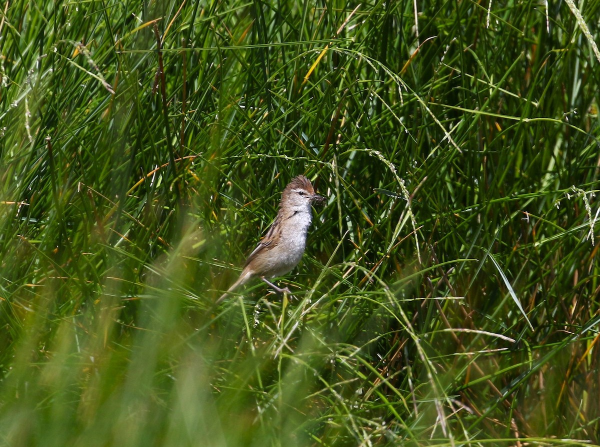 Little Grassbird - ML610925450