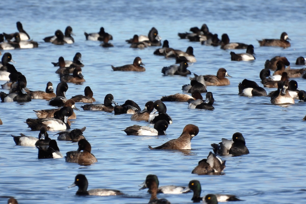 Lesser Scaup - ML610925547