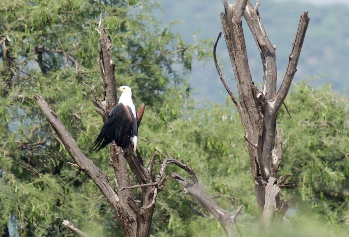 African Fish-Eagle - ML610925553