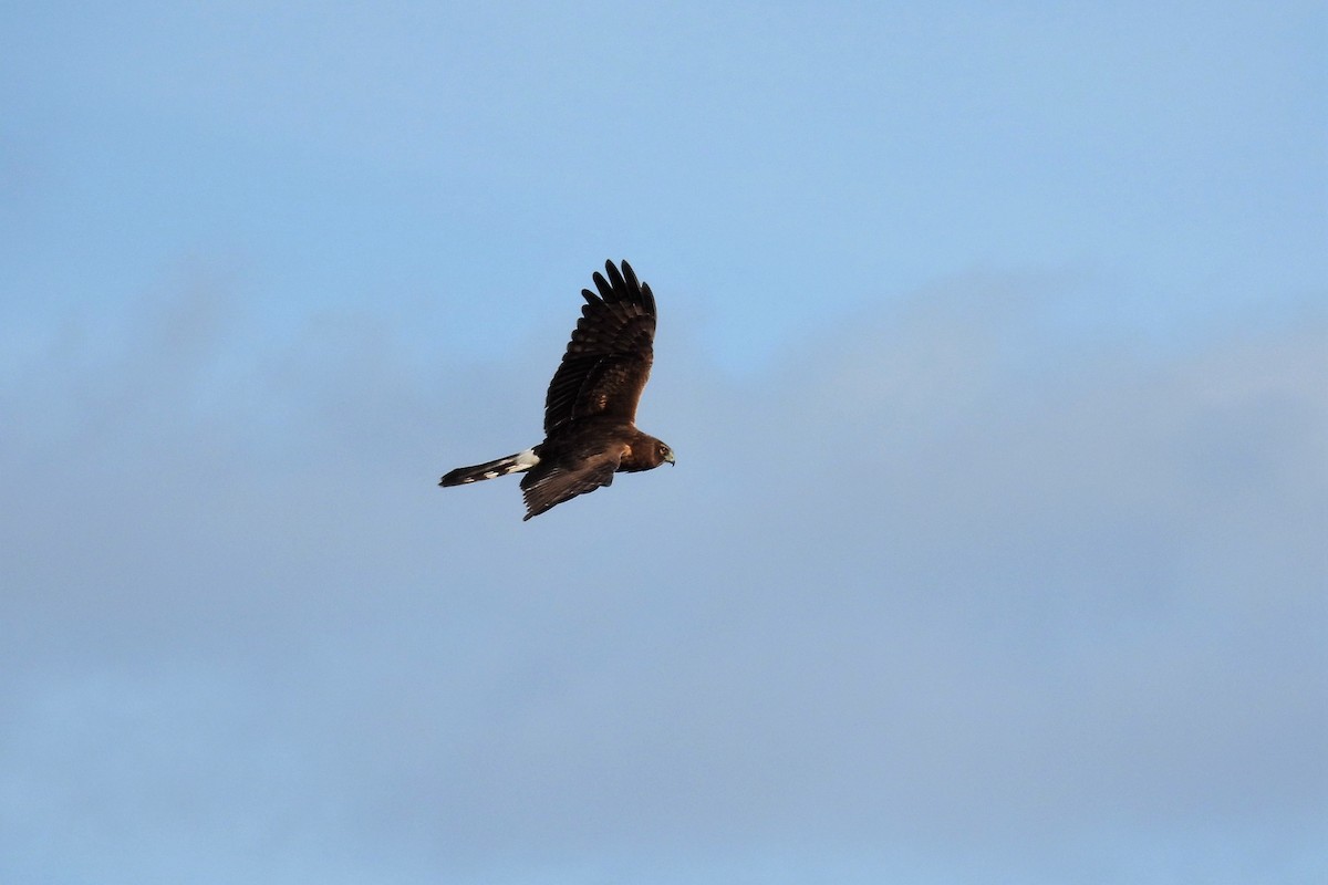 Northern Harrier - ML610925557