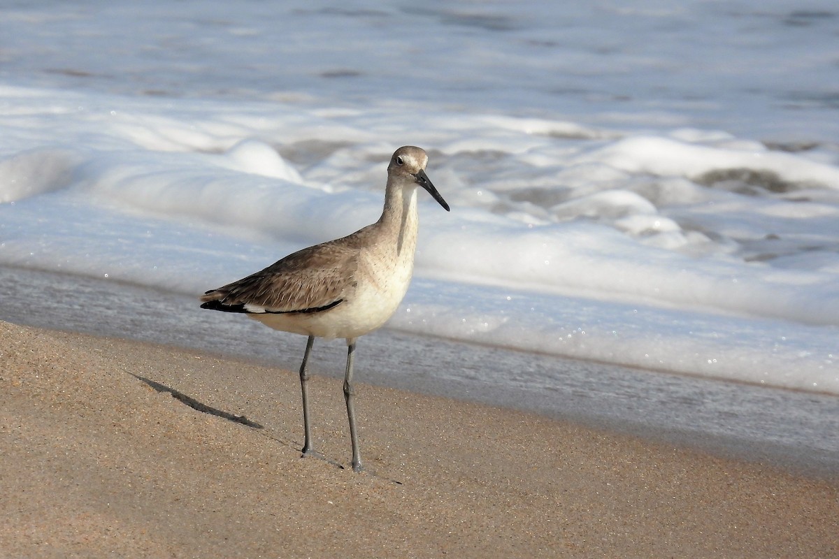 Willet - ML610925591