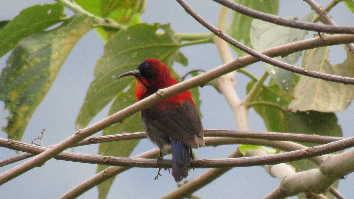 Crimson Sunbird - Martien Prins