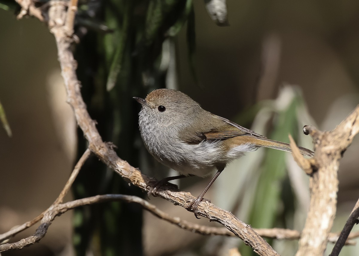 Tasmanian Thornbill - Martin Allen