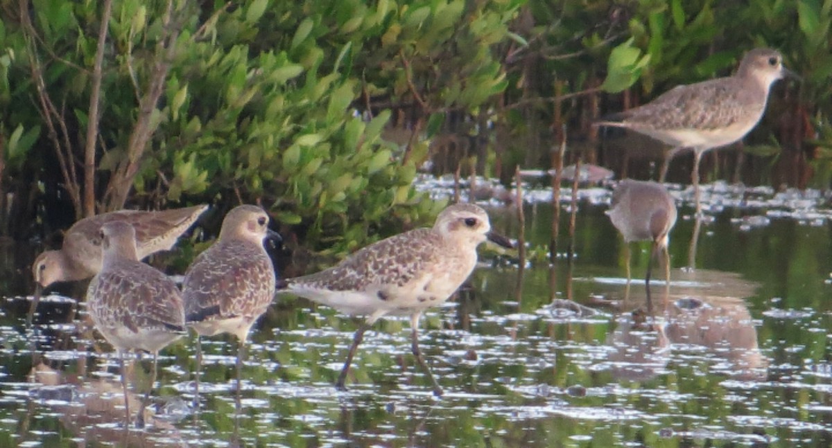 Black-bellied Plover - Aliuska Rojas