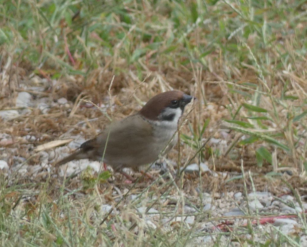 Eurasian Tree Sparrow - ML610925717