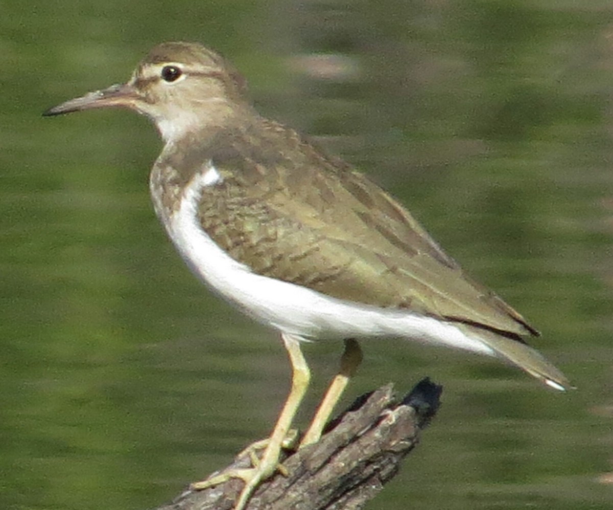 Spotted Sandpiper - ML610925784