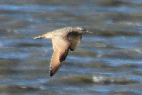 Marbled Godwit - ML610925918