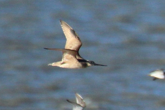 Marbled Godwit - ML610925921