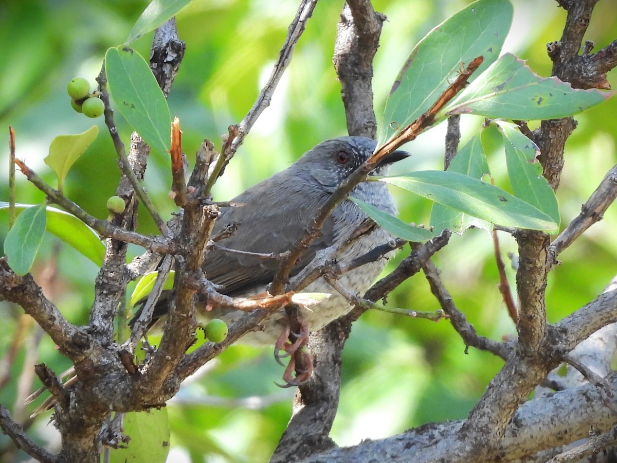 Miombo Wren-Warbler - ML610925929