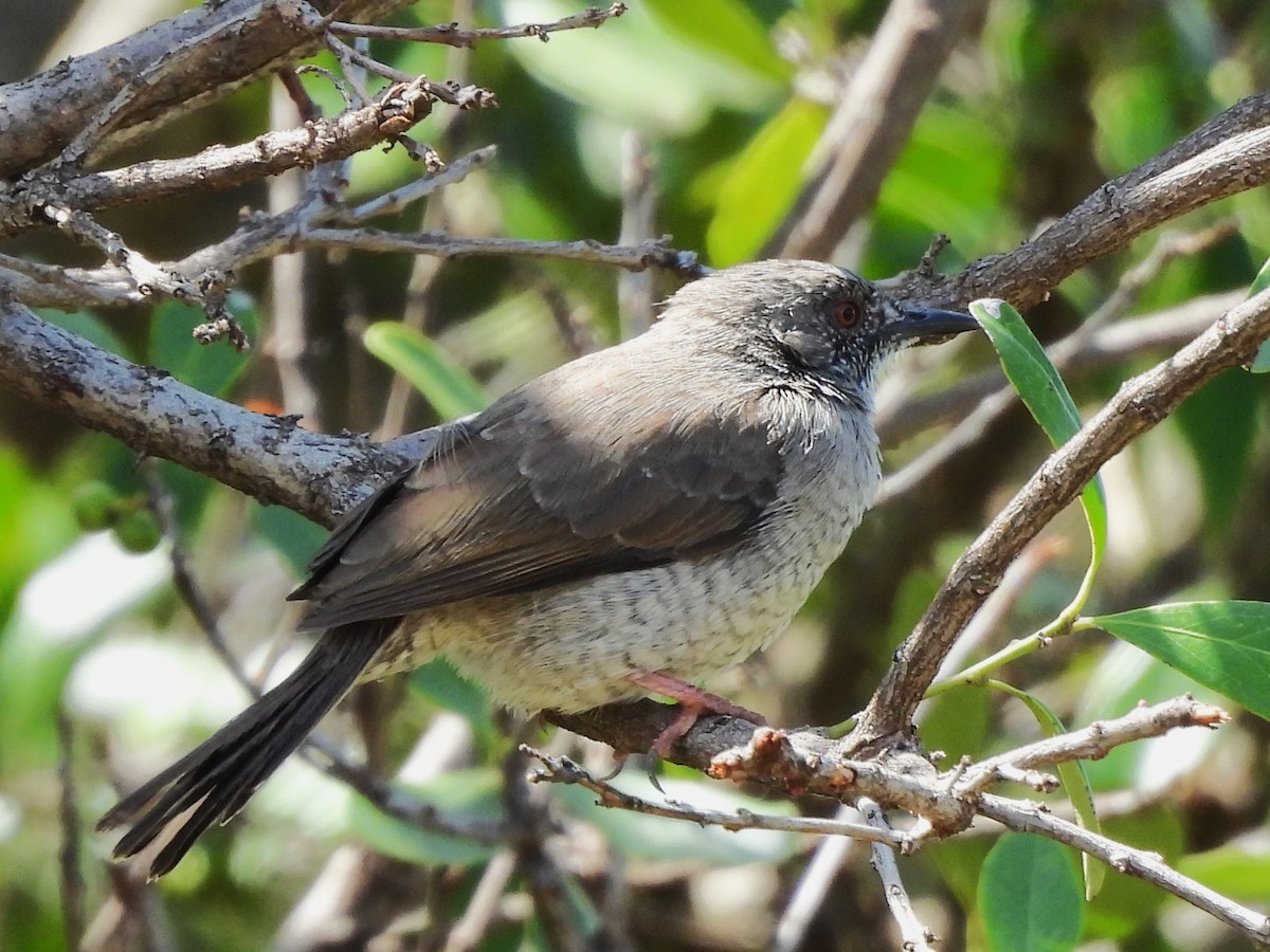 Miombo Wren-Warbler - ML610925930