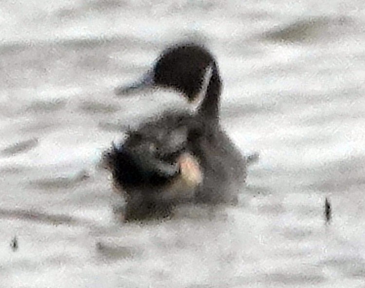 Northern Pintail - ML610925982