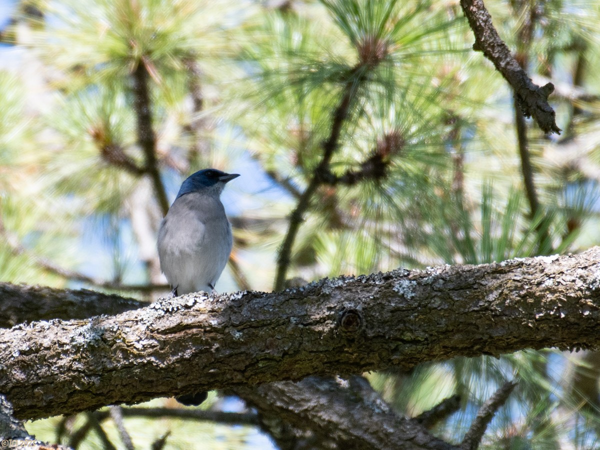 Transvolcanic Jay - ML610926035