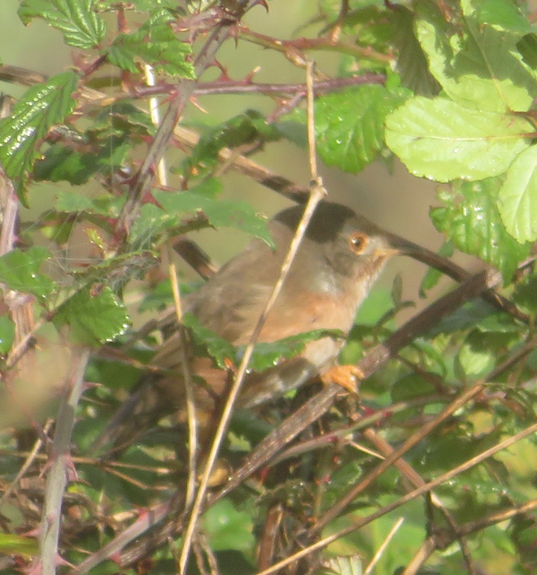 pěnice kaštanová - ML610926046