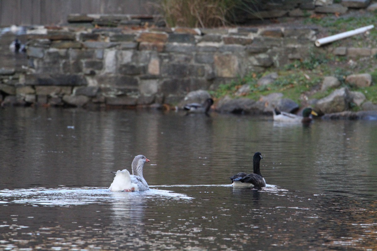 Domestic goose sp. (Domestic type) - ML610926067