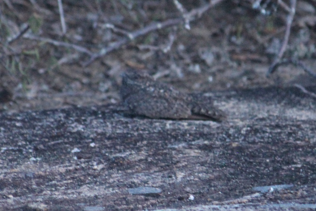 Pygmy Nightjar - Natalia Allenspach