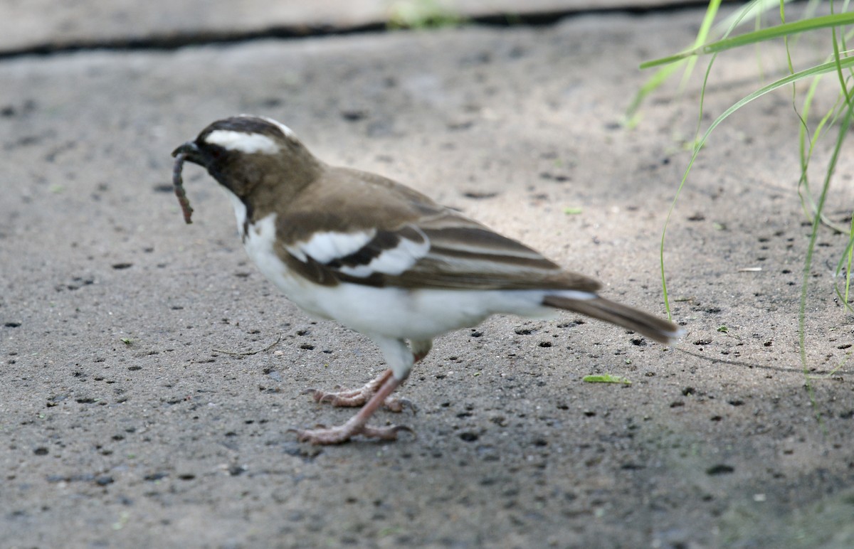 White-browed Sparrow-Weaver - ML610926085