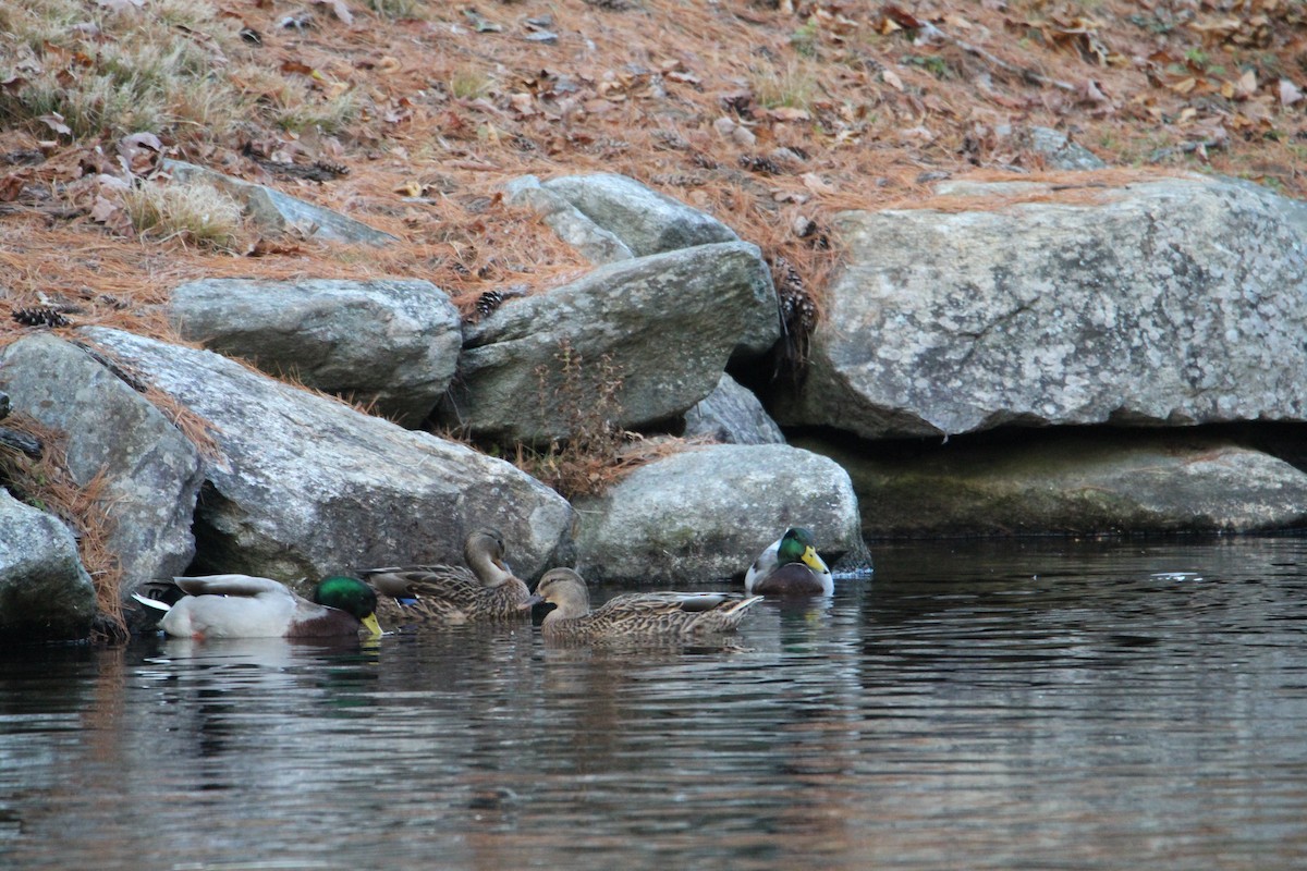 Canard colvert - ML610926090