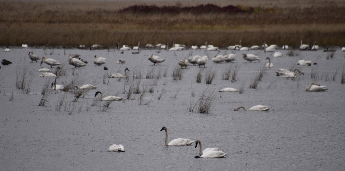 Trumpeter Swan - Juniper F