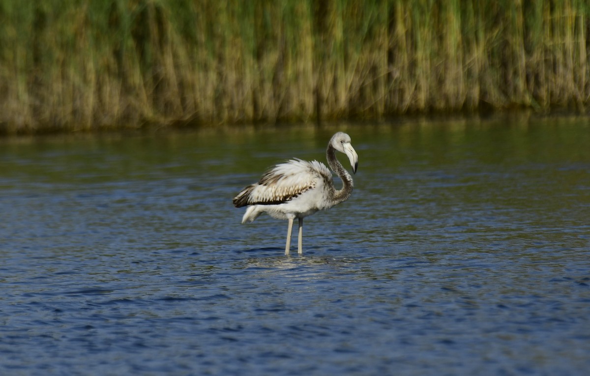 Greater Flamingo - Faisal Fasaludeen