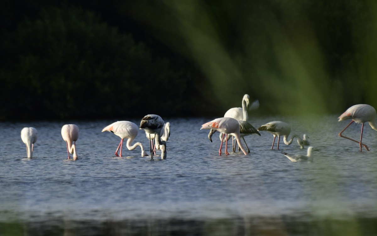 Greater Flamingo - Faisal Fasaludeen