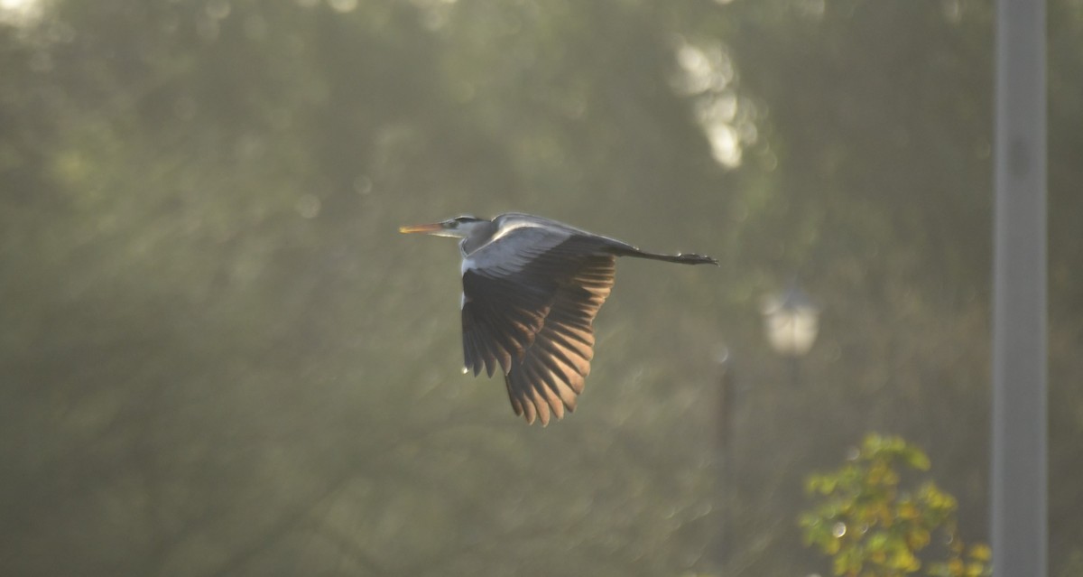 Gray Heron - Faisal Fasaludeen